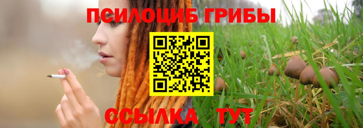 Псилоцибиновые грибы Psilocybe Бердск